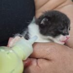 Veterinaria San Roque II