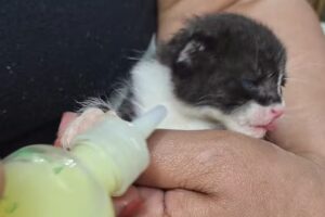 Veterinaria San Roque II