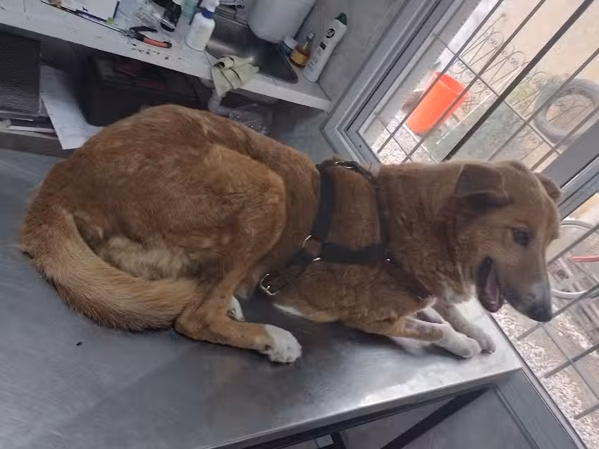 Veterinaria San Roque