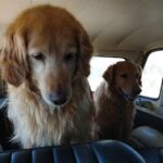 Veterinaria Santa Cruz