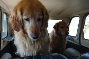 Veterinaria Santa Cruz