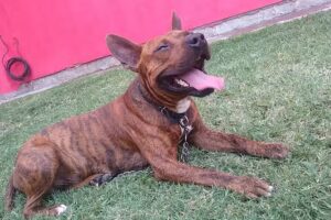 Veterinaria Santa Rita