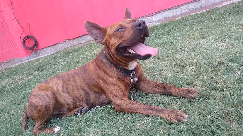 Veterinaria Santa Rita