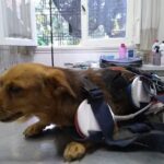 Veterinaria Santa Rosa