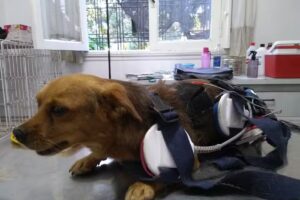 Veterinaria Santa Rosa