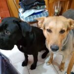 Veterinaria Santa Silvia