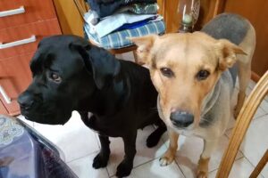 Veterinaria Santa Silvia