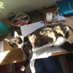 Veterinaria Sarmiento