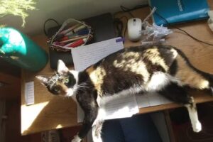 Veterinaria Sarmiento