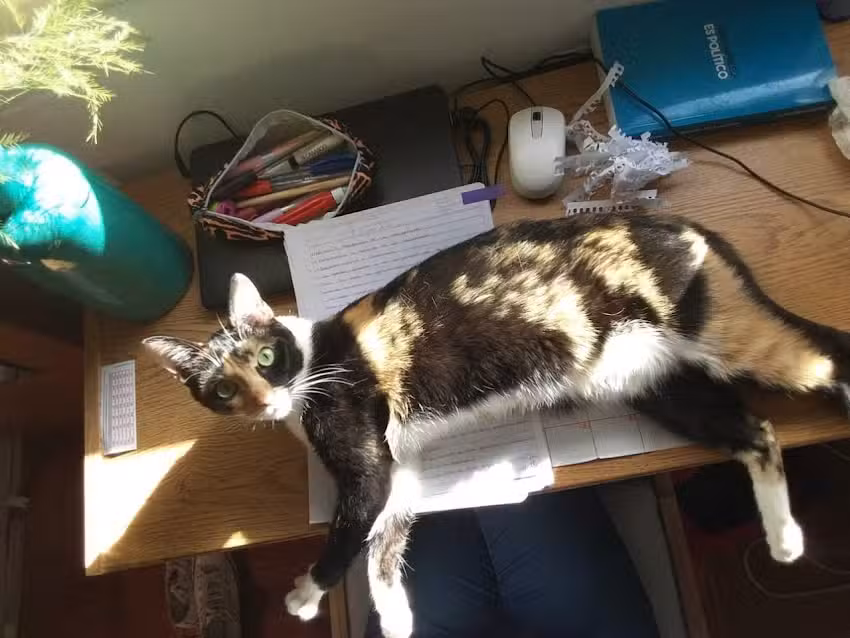 Veterinaria Sarmiento