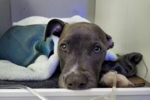 Veterinaria SAVET Sanatorio Veterinario