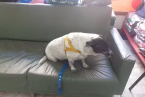 Veterinaria Scooby Doo