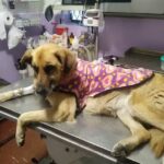 Veterinaria Sebasti&aacute;n