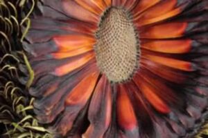 Veterinaria Sinclair