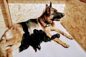 Veterinaria Sorribas