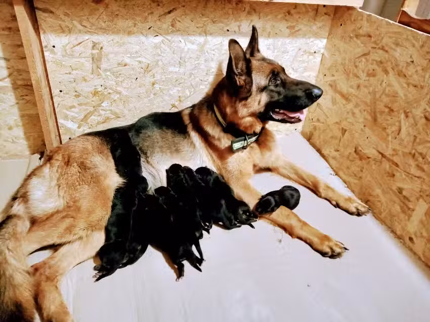 Veterinaria Sorribas