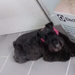 Veterinaria &ldquo;Sur&rdquo;