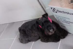 Veterinaria &ldquo;Sur&rdquo;