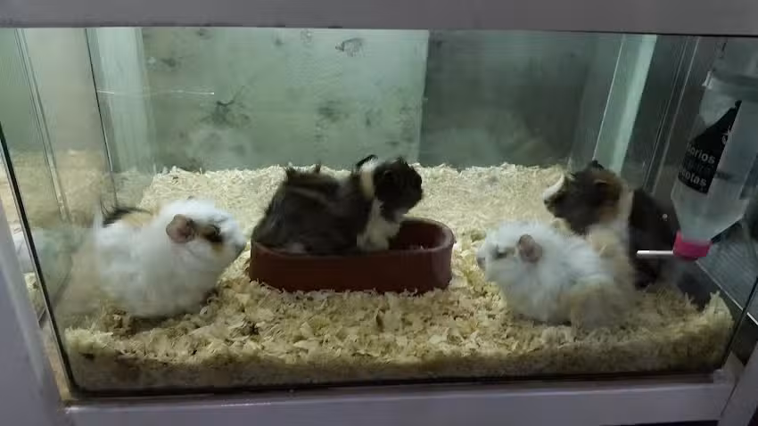 Veterinaria Tacur&uacute; sucursal Sabattini