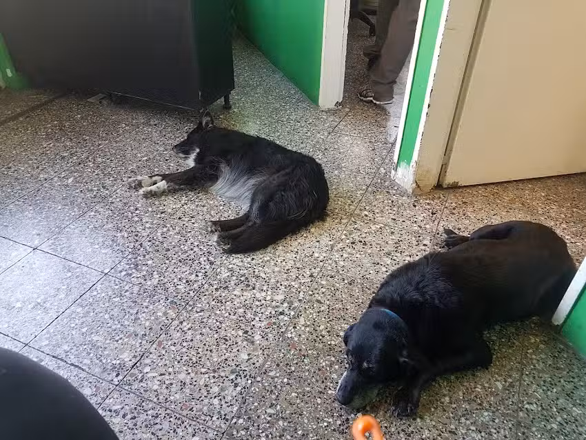 Veterinaria Tamara M&oacute;naco