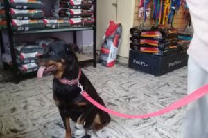 Veterinaria Tehuelches