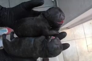 Veterinaria Tellechea