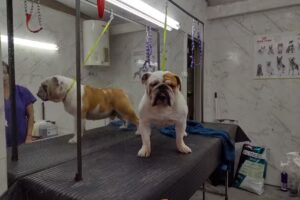 Veterinaria tiendapuppy, peluquería canina.