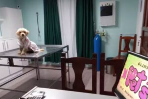 Veterinaria Tierra de Mascotas