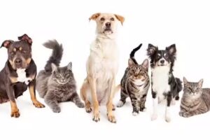 Veterinaria Tierra de Sue&ntilde;os &ndash; De Mar&iacute;a Eugenia Gerosa