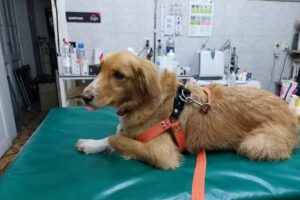 VETERINARIA TOP LEVEL