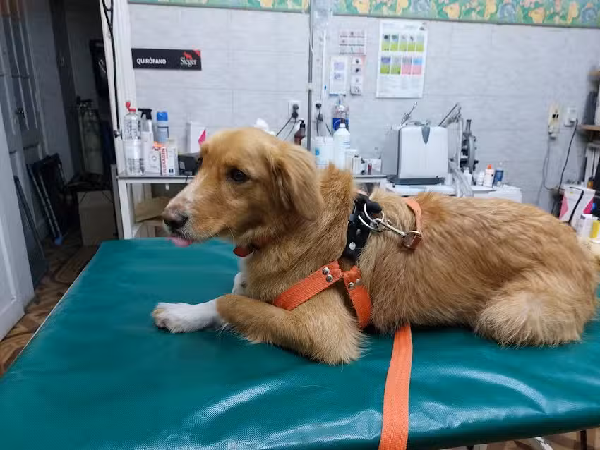 VETERINARIA TOP LEVEL