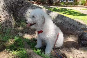 Veterinaria Vagabundo&rsquo;s