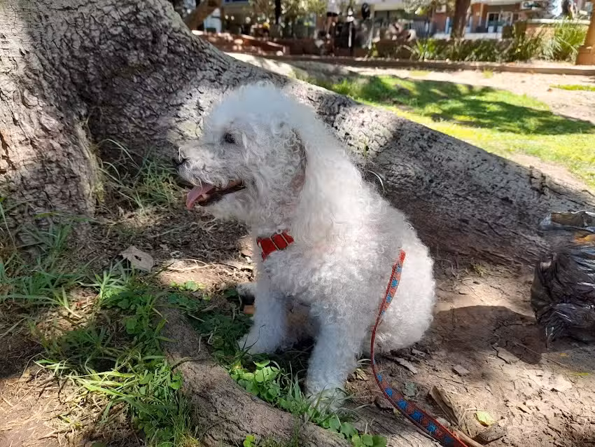 Veterinaria Vagabundo&rsquo;s