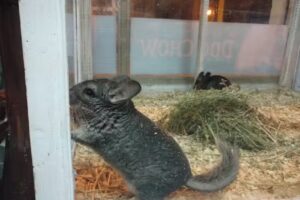 Veterinaria Velasquez