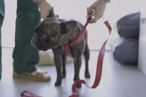 Veterinaria Vet Plus