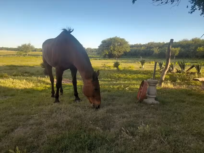 Veterinaria Victorica