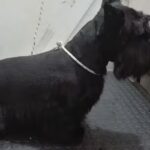 Veterinaria Vida Animal