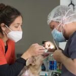 Veterinaria Vida Animal