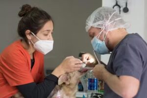 Veterinaria Vida Animal