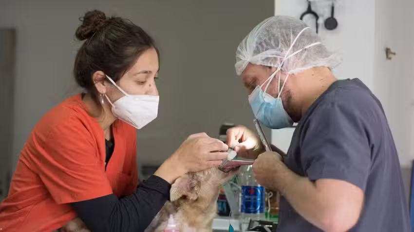 Veterinaria Vida Animal