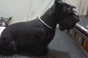 Veterinaria Vida Animal