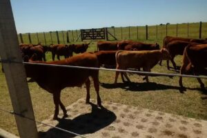 Veterinaria Vida Silvestre Consultorio Medico &ndash; Dr R M Riachi