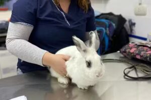 Veterinaria Villa DELPARQUE