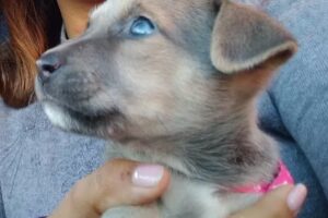 Veterinaria Virgen de Itatí