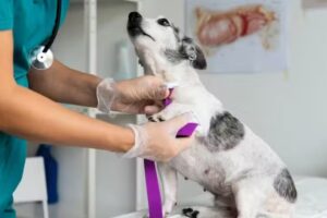 Veterinaria Vistalba