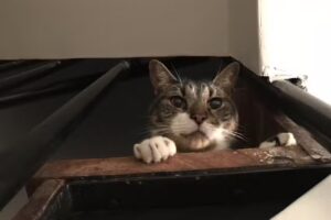 Veterinaria Von Acthis