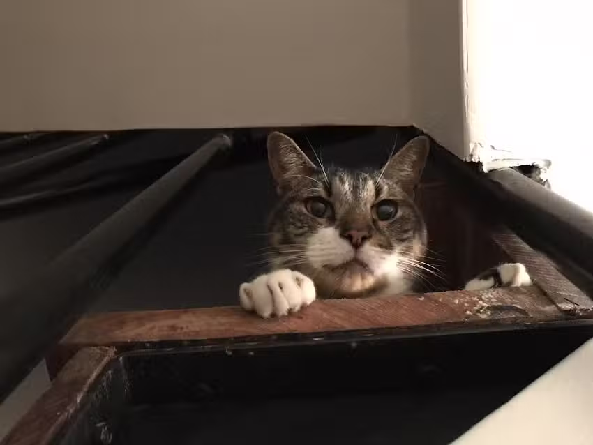 Veterinaria Von Acthis