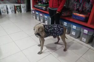 Veterinaria Von Kokelin