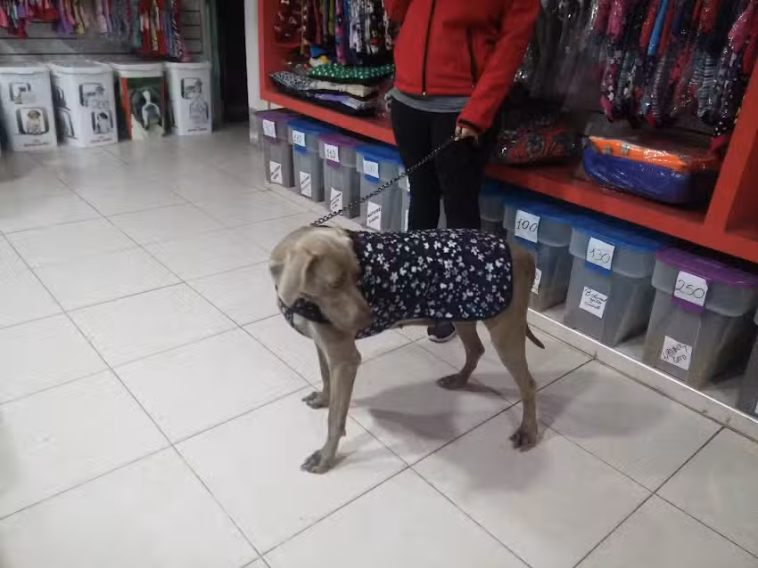 Veterinaria Von Kokelin