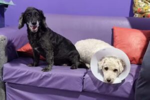 Veterinaria y Ecograf&iacute;as, San Expedito